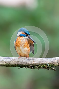 Eurasian kingfisher Alcedo atthis