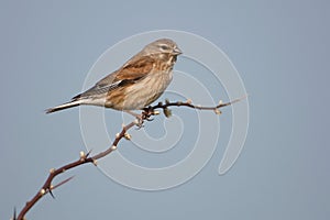 Eurasian linnet