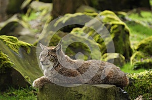 Eurasian Lynx photo