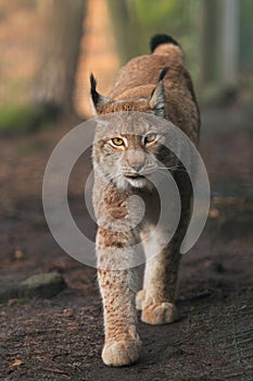 Eurasian lynx