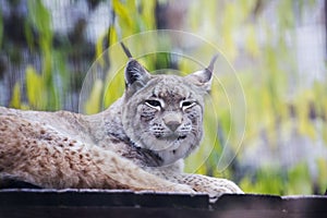 Eurasian lynx.