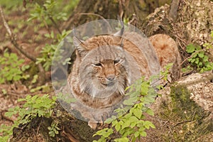 Eurasian lynx