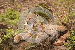 Eurasian lynx