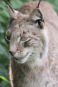The Eurasian lynx, also called northern lynx