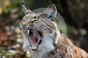 The Eurasian lynx Lynx lynx or carpathian lynx, deatail of the head with open mouth during yawning photo