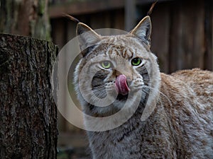 Eurasian Lynx with fantasy green eyes lick his nose