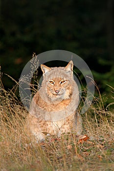 Eurasian Lynx in the field, hidden in the grass. Cute lynx in the autumn forest. Lynx in the grass with evening sun. Wildlife scen