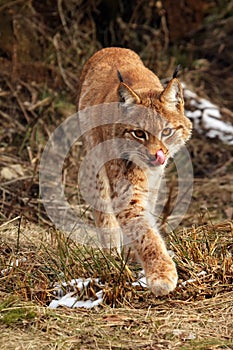 The Eurasian lynx Lynx lynx going against a photographer in the early spring with tongue