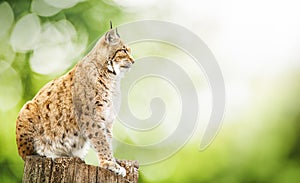 Eurasian Lynx on a on green natural bokeh background.