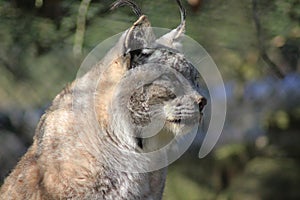 Eurasian lynx head