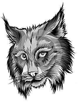 Eurasian lynx isolated vector illustration. Vector hand drawn wild animal sketch icon.