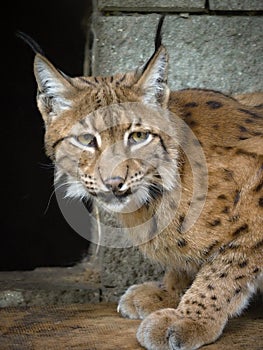 Eurasian lynx is the largest wild cat in Europe that belongs to the family of cats. It is located in several isolated territories