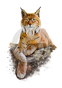 The eurasian lynx lies on a rock. Watercolor illustration