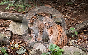 Eurasian lynx, little brothers