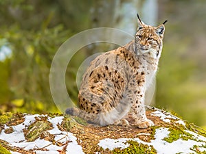 Eurasian Lynx looking backward