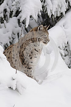 Eurasian lynx ( lynx lynx ) photo