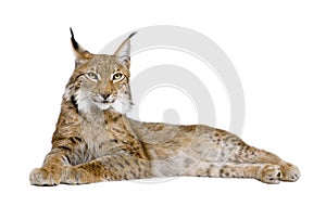 Eurasian Lynx - Lynx lynx (5 years old) photo