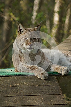 Eurasian Lynx - Lynx lynx
