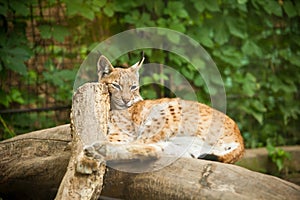 Eurasian Lynx Lynx lynx