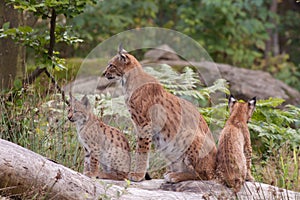 Eurasian lynx (Lynx lynx) with cubs photo