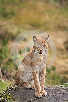 Eurasian lynx, lynx lynx, Europe