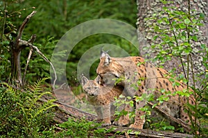 Eurasian lynx, lynx lynx, Europe