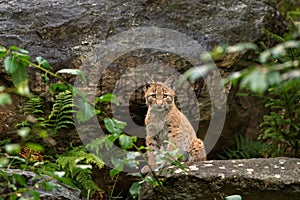 Eurasian lynx, lynx lynx, Europe