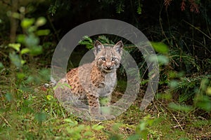 Eurasian lynx, lynx lynx, Europe