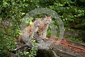 Eurasian lynx, lynx lynx, Europe