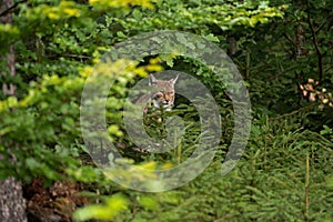 Eurasian lynx, lynx lynx, Europe