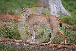 Eurasian lynx, lynx lynx, Europe