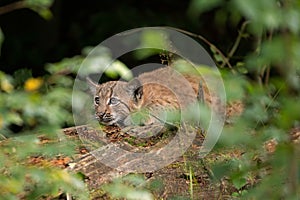 Eurasian lynx, lynx lynx, Europe