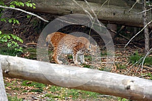 The Eurasian lynx Lynx lynx in the forest