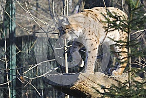 Eurasian lynx, or Lynx lynx