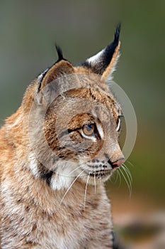 The Eurasian lynx Lynx lynx, portait. Subadult cat portait
