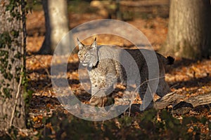 Eurasian Lynx, lynx lynx A Predator.