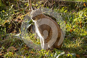 Eurasian Lynx, lynx lynx A Predator.