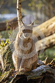 Eurasian Lynx, lynx lynx A Predator.