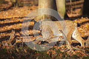 Eurasian Lynx, lynx lynx A Predator.