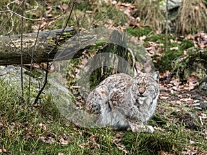 Eurasian lynx, Lynx lynx, sitting in green winter forest