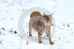 Eurasian lynx, Lynx lynx, standing in snowy forest. Beast of prey in winter season. Wild bobcat in nature. Wildlife scene