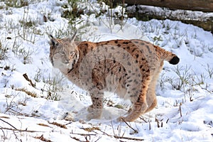 Eurasian lynx, Lynx lynx, standing in snowy forest. Beast of prey in winter season. Wildlife scene from nature.