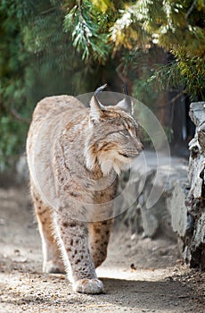 Eurasian lynx Lynx lynx wild cat occurring from Northern, Central and Eastern Europe to Central Asia and Siberia