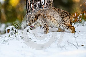 Eurasian lynx Lynx lynx in the winter forest in the snow. Big feline beast