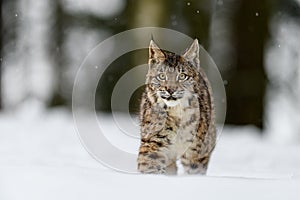 Eurasian lynx Lynx lynx in the winter forest in the snow, snowing. Big feline beast