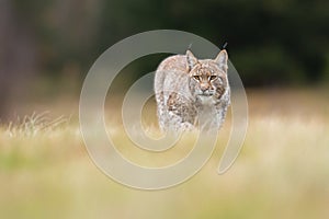 The Eurasian lynx Lynx lynx a young lynx on a meadow. Autumn scene with big european cat. Portrait of a relaxed animal.