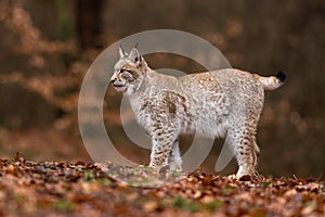 The Eurasian lynx Lynx lynx a young lynx on a meadow. Autumn scene with big european cat. Portrait of a relaxed animal.