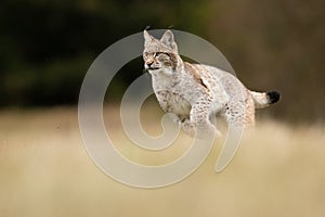 The Eurasian lynx Lynx lynx a young lynx on a meadow. Autumn scene with big european cat. Portrait of a relaxed animal.