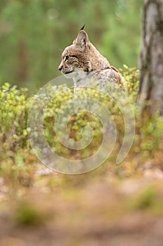 The Eurasian lynx Lynx lynx a young lynx under a tre. Autumn scene with big european cat. Portrait of a relaxed animal.