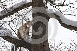 Eurasian lynx (Lynx lynxs) licking his chops